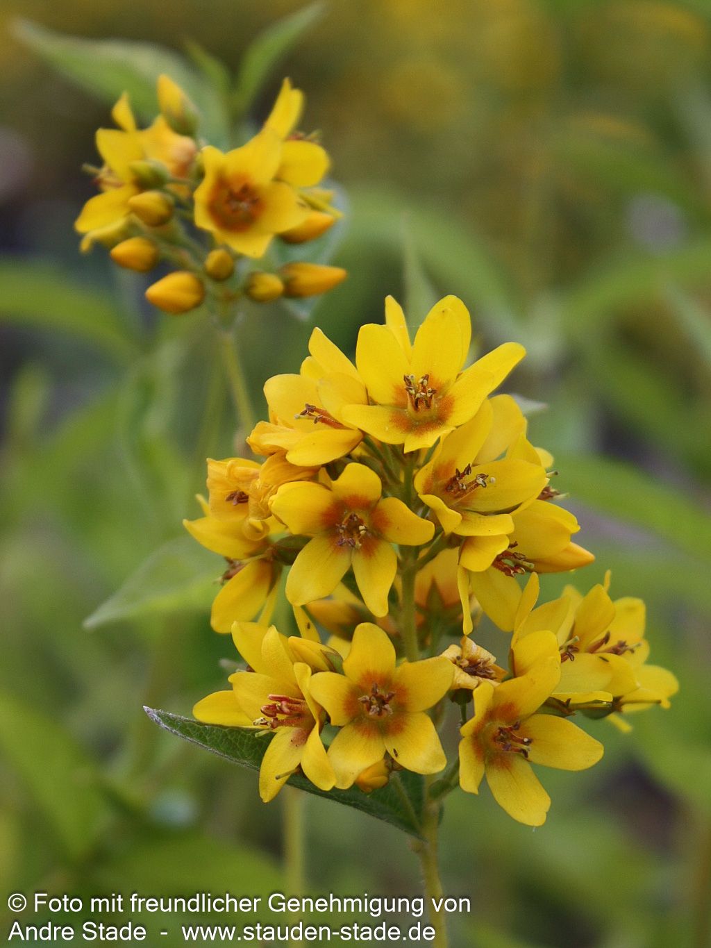 Gewöhnlicher Gilbweiderich (Lysimachia vulgaris)