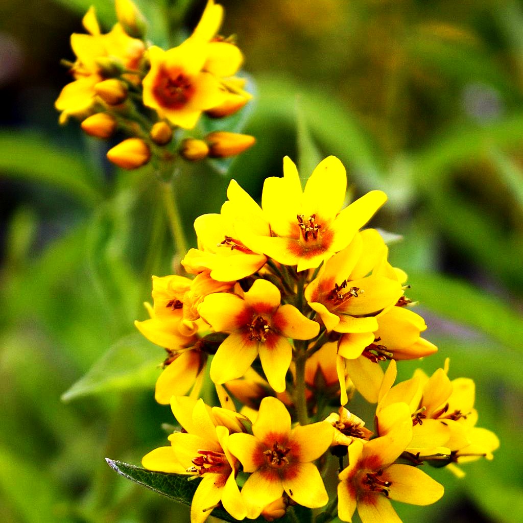 Gewöhnlicher Gilbweiderich (Lysimachia vulgaris)