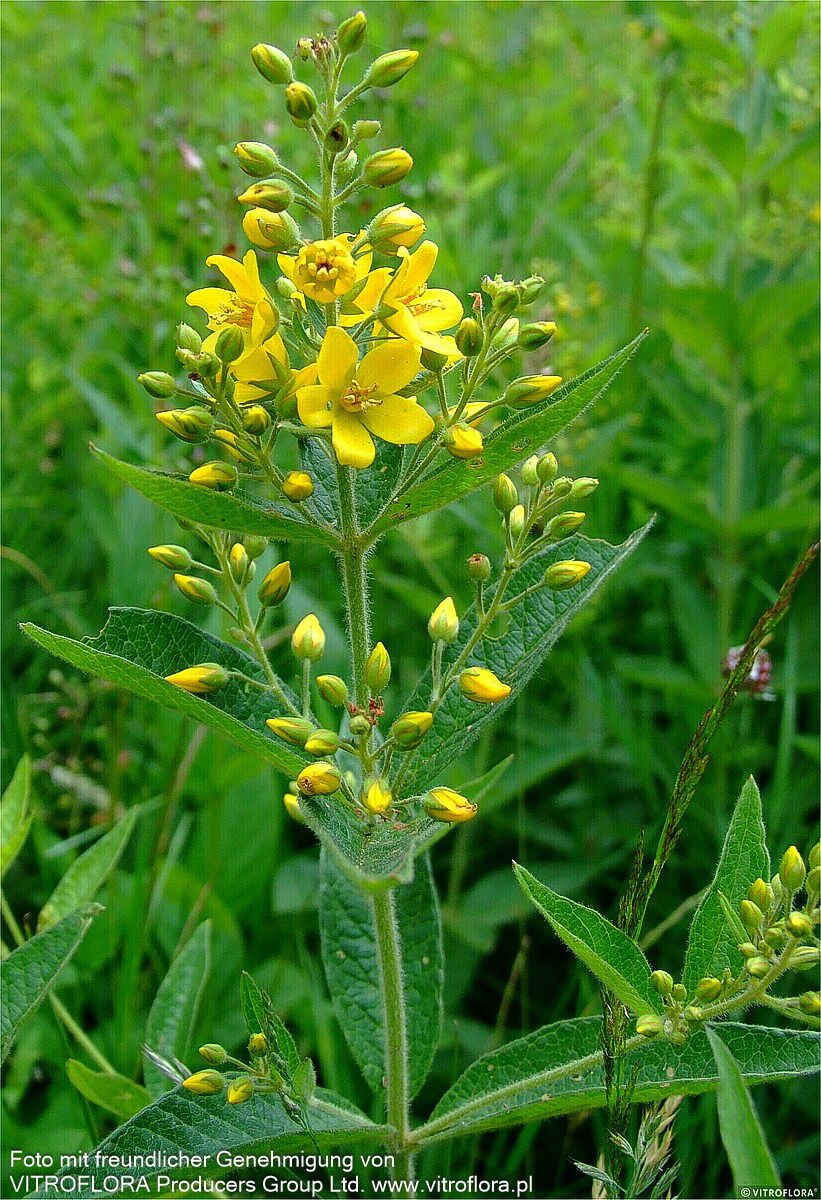 Gewöhnlicher Gilbweiderich (Lysimachia vulgaris)
