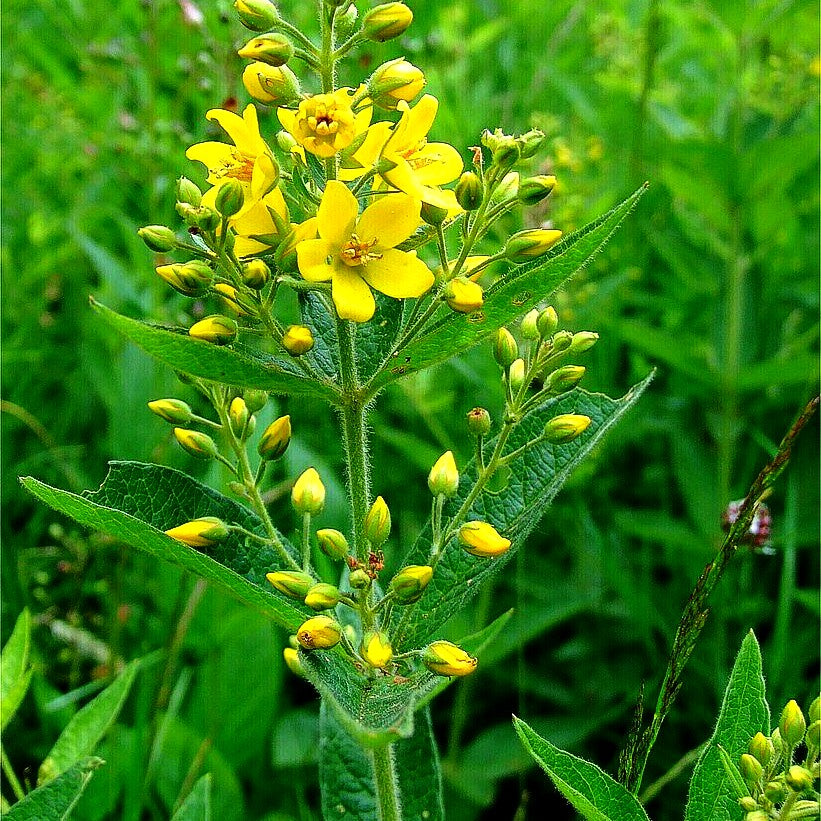 Gewöhnlicher Gilbweiderich (Lysimachia vulgaris)