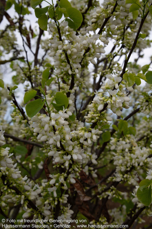 Gewöhnlicher Judasbaum 'Alba' (Cercis siliquastrum)