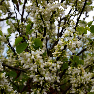 Gewöhnlicher Judasbaum 'Alba' (Cercis siliquastrum)