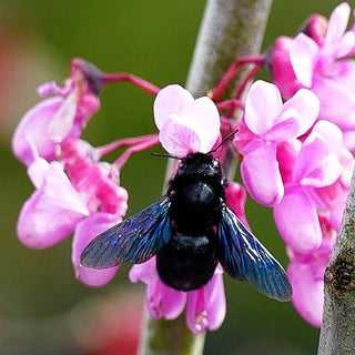 Gewöhnlicher Judasbaum (Cercis siliquastrum)