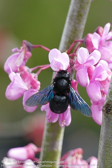 Gewöhnlicher Judasbaum (Cercis siliquastrum)