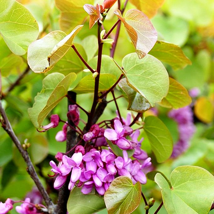 Gewöhnlicher Judasbaum (Cercis siliquastrum)