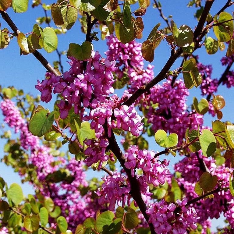 Gewöhnlicher Judasbaum (Cercis siliquastrum)