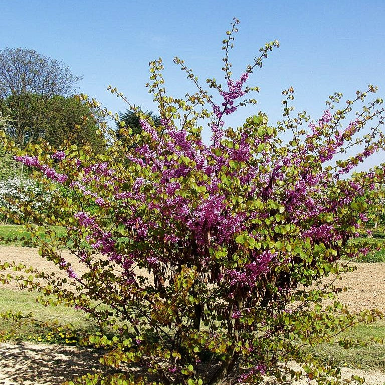 Gewöhnlicher Judasbaum (Cercis siliquastrum)