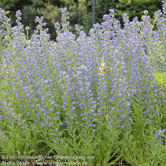Gewöhnlicher Natternkopf (Echium vulgare)