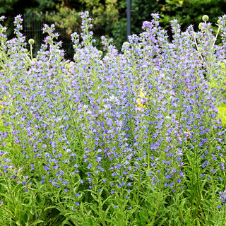 Gewöhnlicher Natternkopf (Echium vulgare)