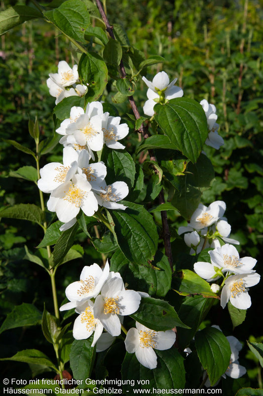 Gewöhnlicher Pfeifenstrauch (Philadelphus coronarius)