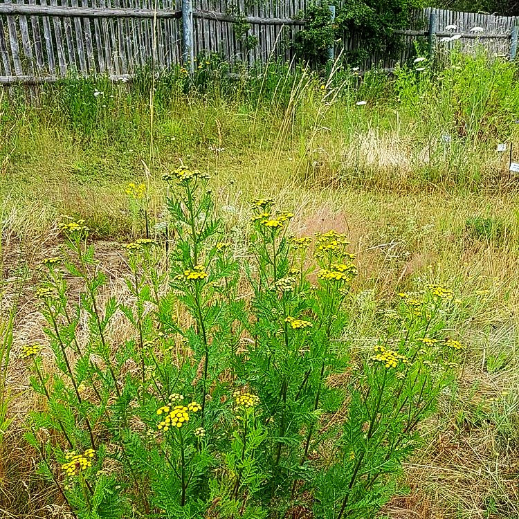 Gewöhnlicher Rainfarn (Tanacetum vulgare)