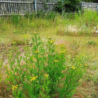 Gewöhnlicher Rainfarn (Tanacetum vulgare)