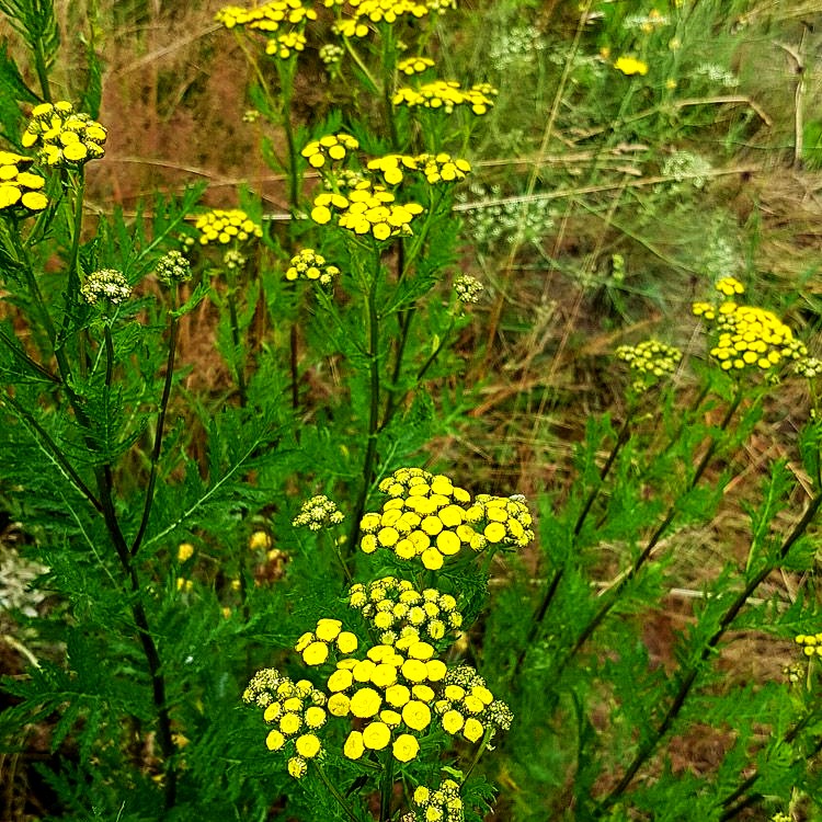 Gewöhnlicher Rainfarn (Tanacetum vulgare)