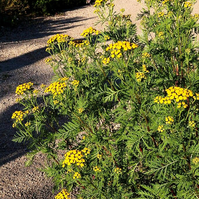 Gewöhnlicher Rainfarn (Tanacetum vulgare)