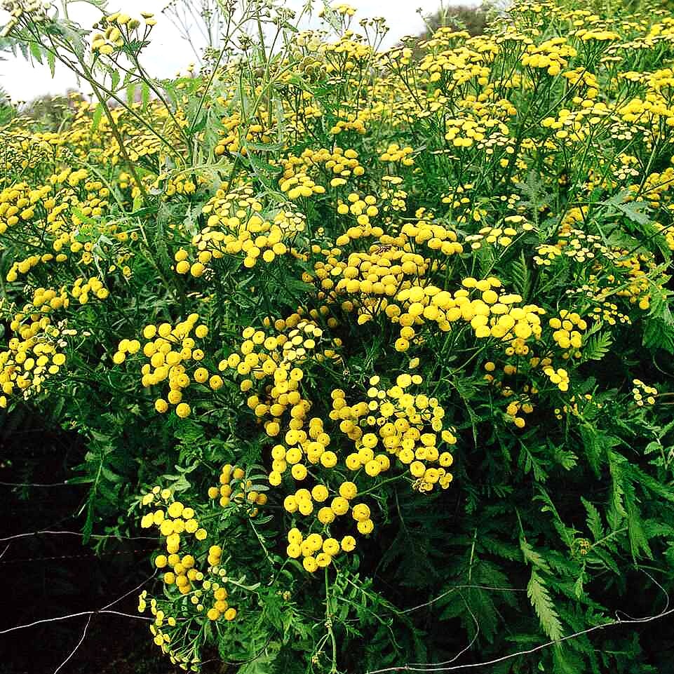 Gewöhnlicher Rainfarn (Tanacetum vulgare)