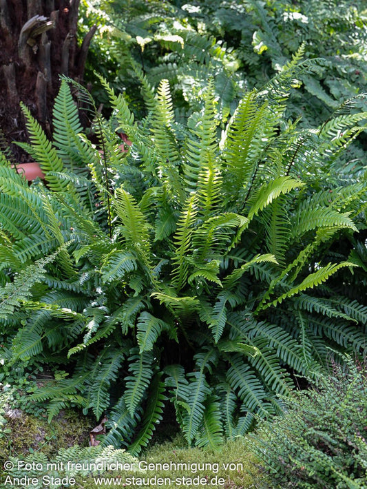 Gewöhnlicher Rippenfarn (Blechnum spicant)