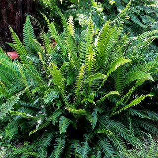 Gewöhnlicher Rippenfarn (Blechnum spicant)