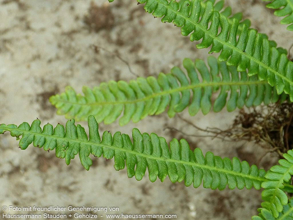 Gewöhnlicher Rippenfarn (Blechnum spicant)