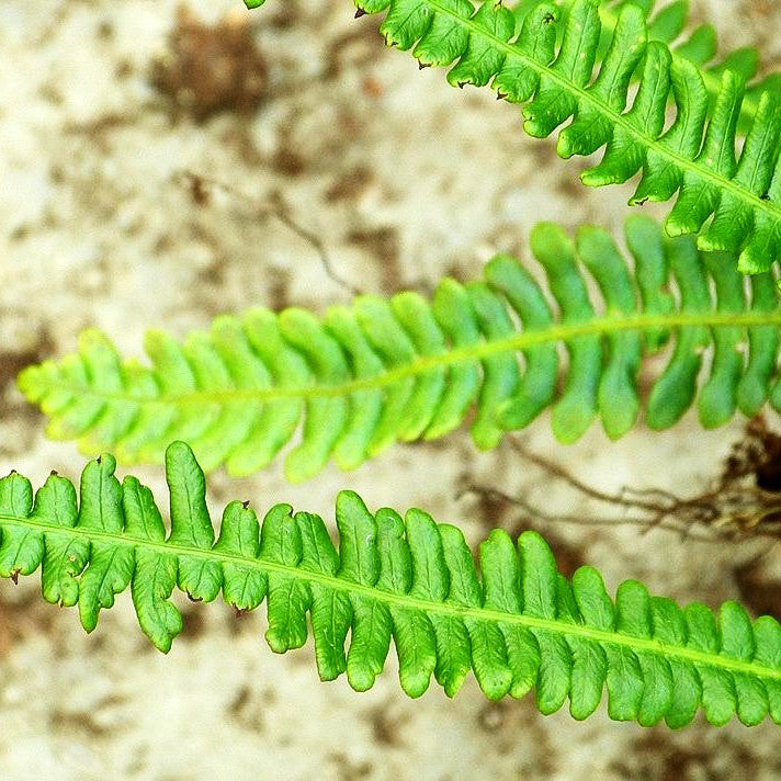 Gewöhnlicher Rippenfarn (Blechnum spicant)