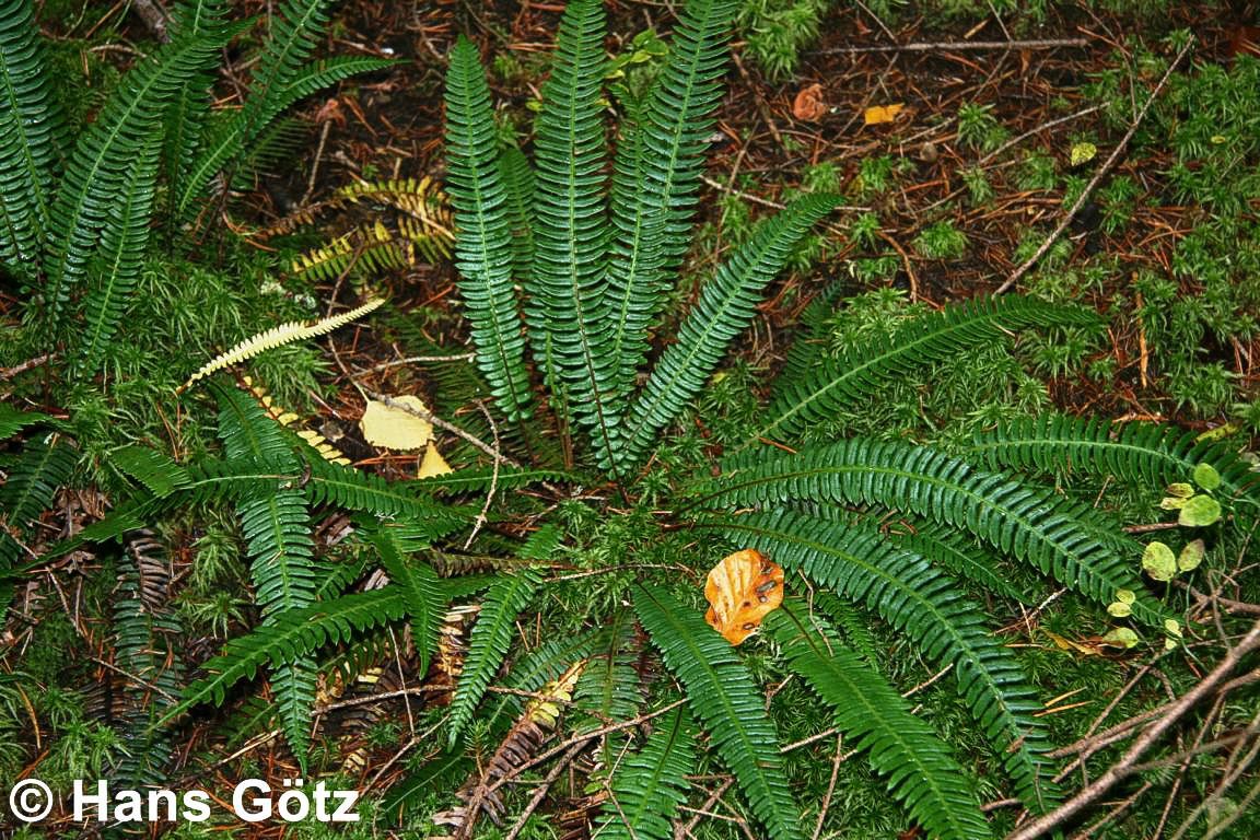 Gewöhnlicher Rippenfarn (Blechnum spicant)