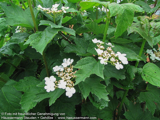 Gewöhnlicher Schneeball (Viburnum opulus)