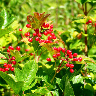 Gewöhnlicher Schneeball (Viburnum opulus)