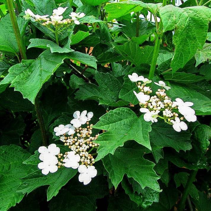 Gewöhnlicher Schneeball (Viburnum opulus)