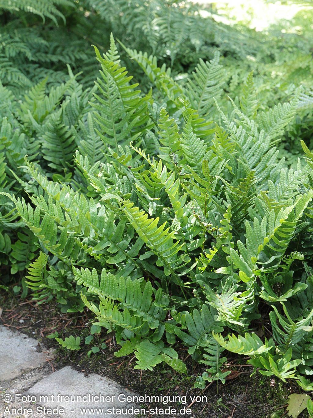 Gewöhnlicher Tüpfelfarn (Polypodium vulgare)