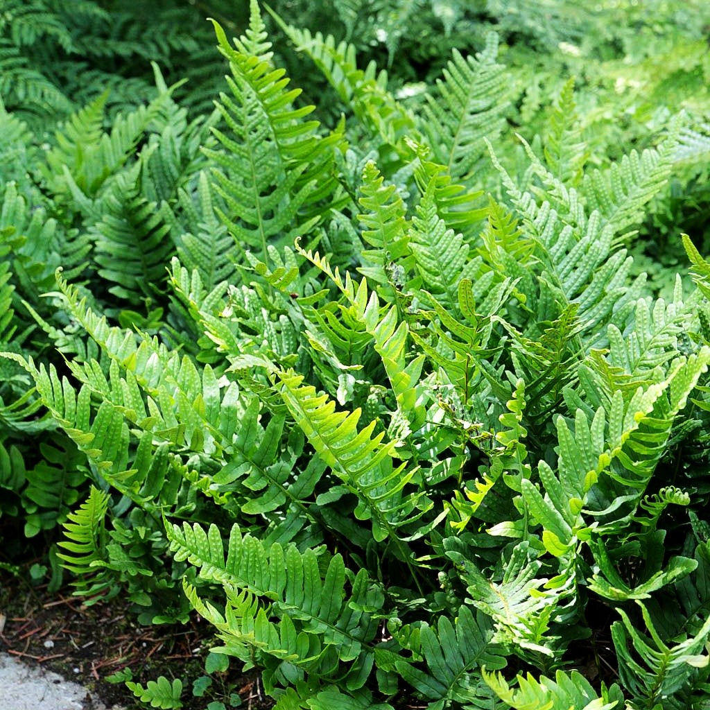 Gewöhnlicher Tüpfelfarn (Polypodium vulgare)