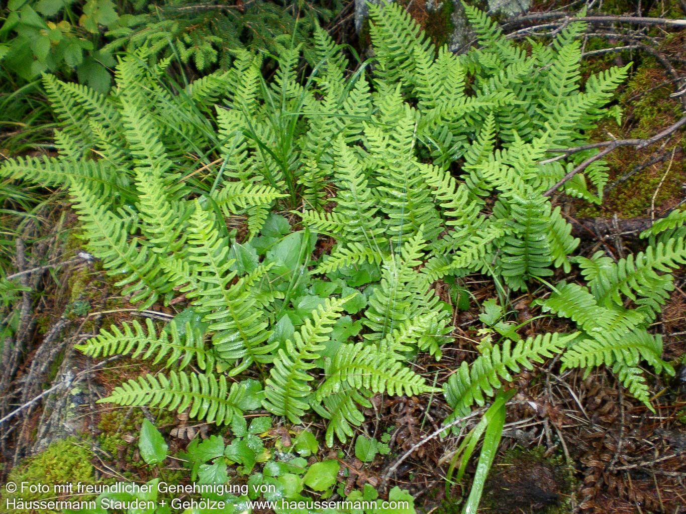 Gewöhnlicher Tüpfelfarn (Polypodium vulgare)