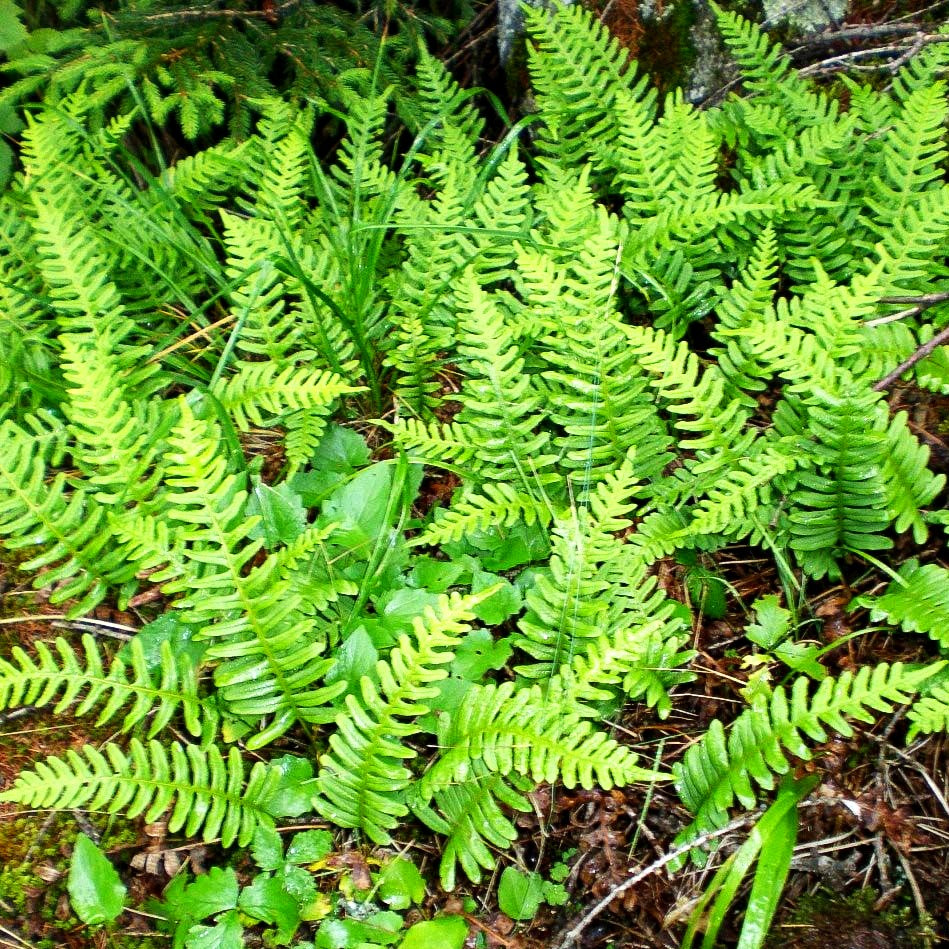 Gewöhnlicher Tüpfelfarn (Polypodium vulgare)