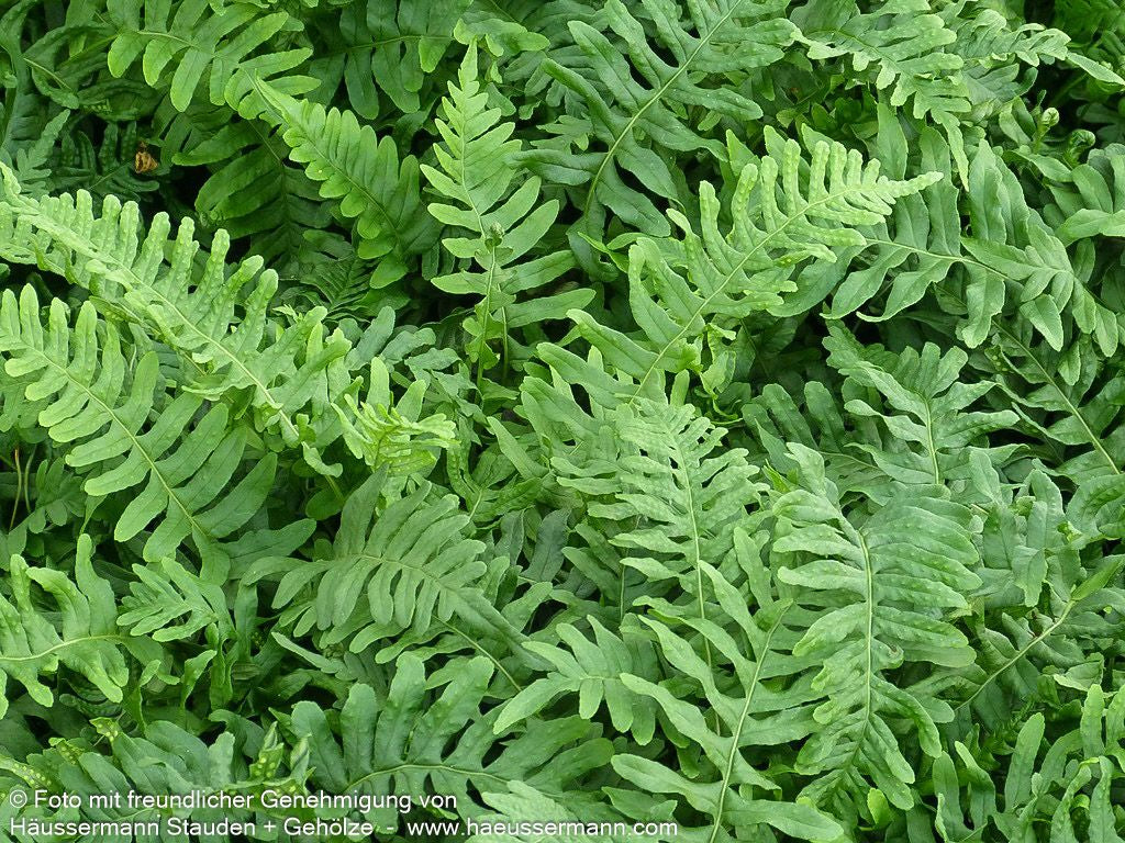 Gewöhnlicher Tüpfelfarn (Polypodium vulgare)