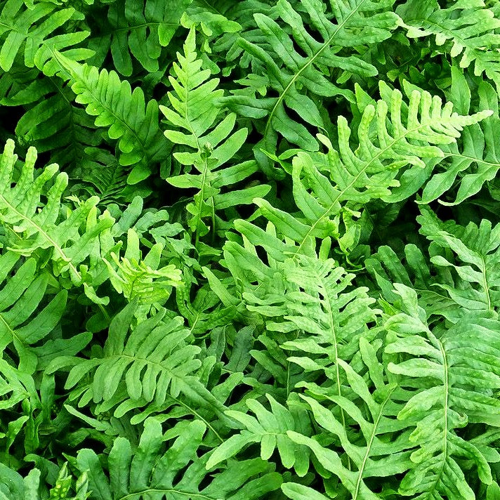 Gewöhnlicher Tüpfelfarn (Polypodium vulgare)