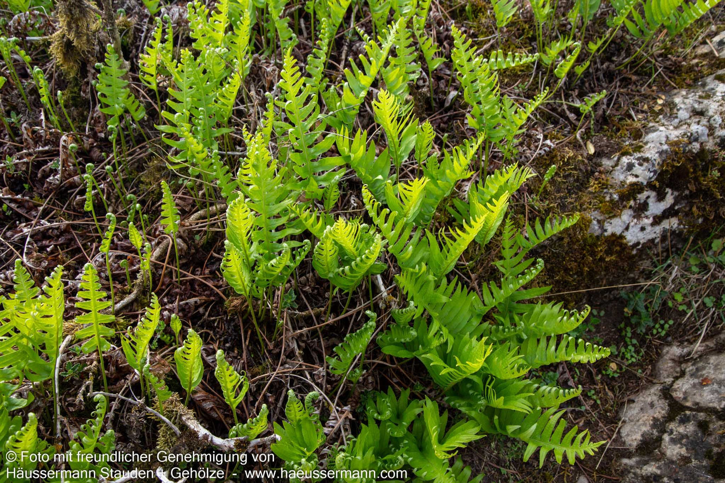 Gewöhnlicher Tüpfelfarn (Polypodium vulgare)