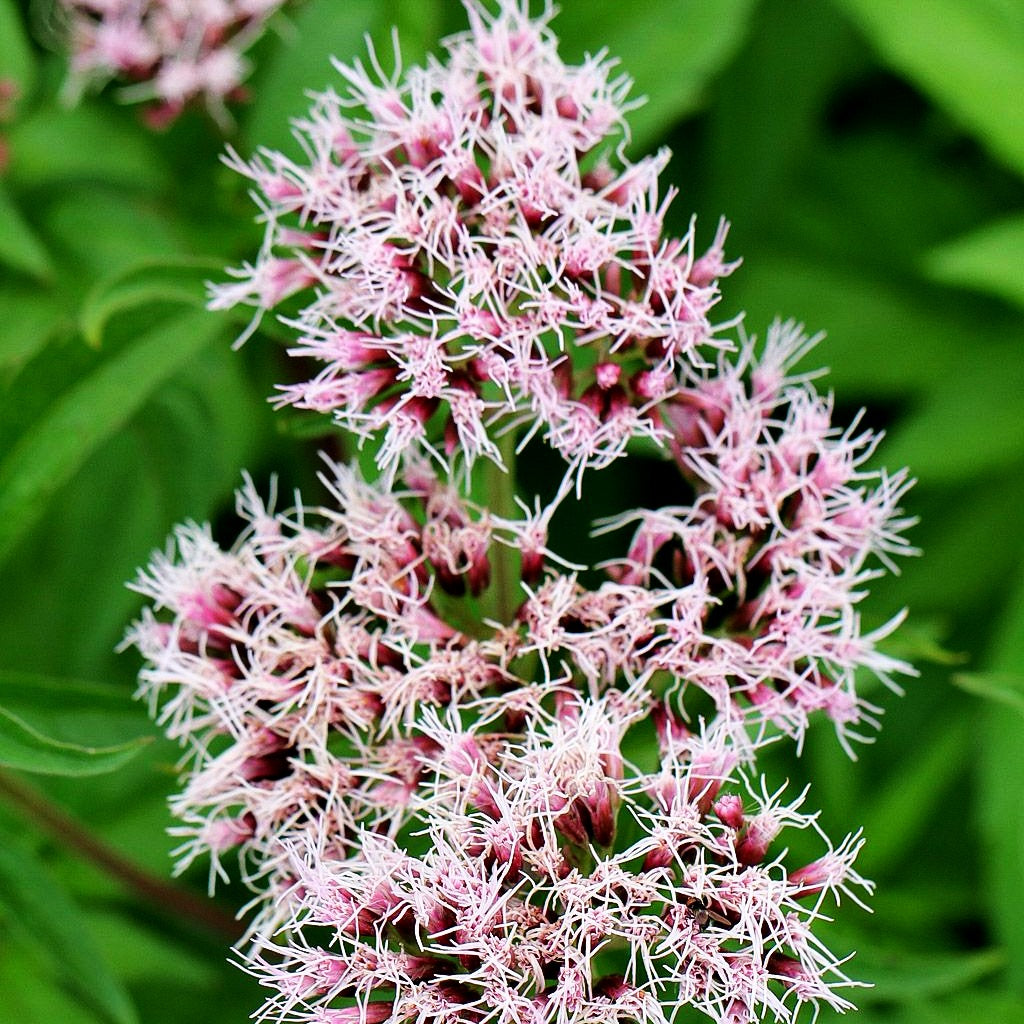 Gewöhnlicher Wasserdost (Eupatorium cannabinum)