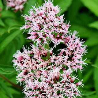 Gewöhnlicher Wasserdost (Eupatorium cannabinum)