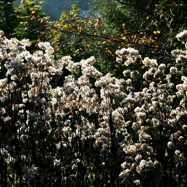 Gewöhnlicher Wasserdost (Eupatorium cannabinum)