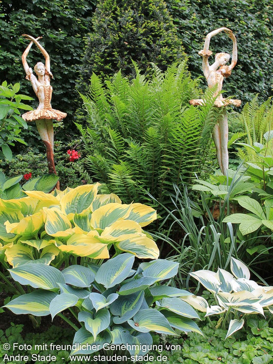 Gewöhnlicher Wurmfarn (Dryopteris filix-mas)