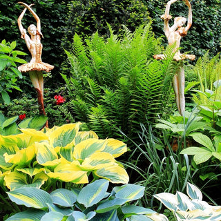 Gewöhnlicher Wurmfarn (Dryopteris filix-mas)