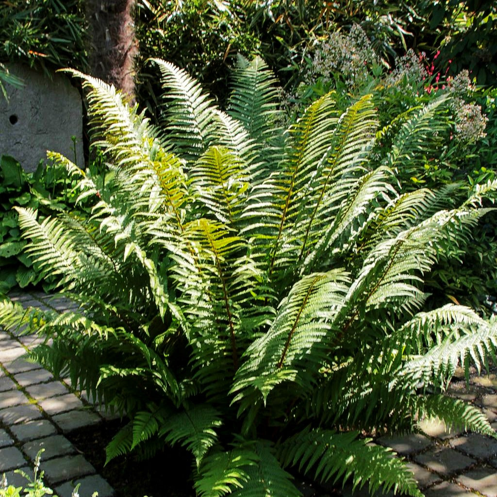 Gewöhnlicher Wurmfarn (Dryopteris filix-mas)