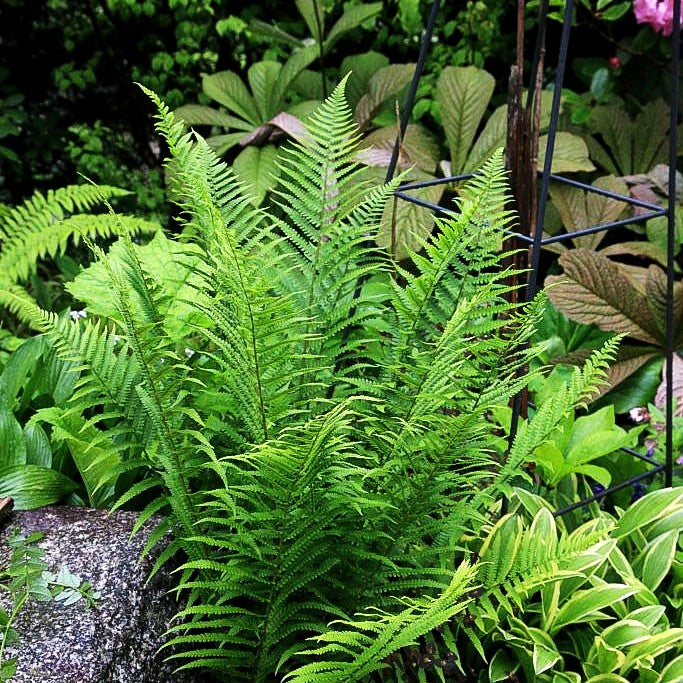 Gewöhnlicher Wurmfarn (Dryopteris filix-mas)