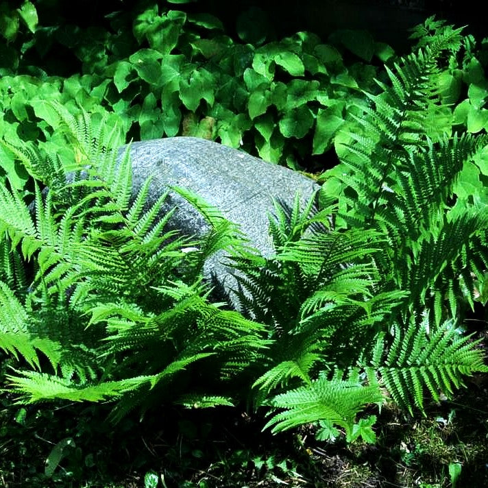 Gewöhnlicher Wurmfarn (Dryopteris filix-mas)
