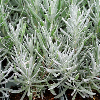 Gewürz-Lavendel 'Barcelona' (Lavandula latifolia)