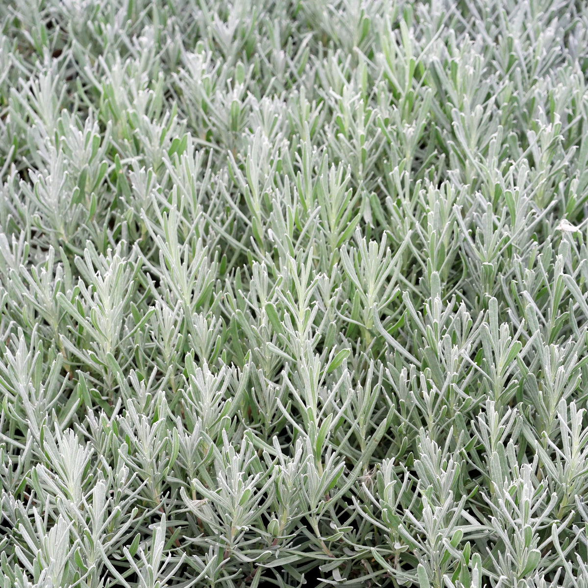 Gewürz-Lavendel 'Barcelona' (Lavandula latifolia)