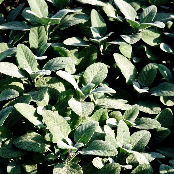 Gewürz-Salbei 'Berggarten' (Salvia officinalis)