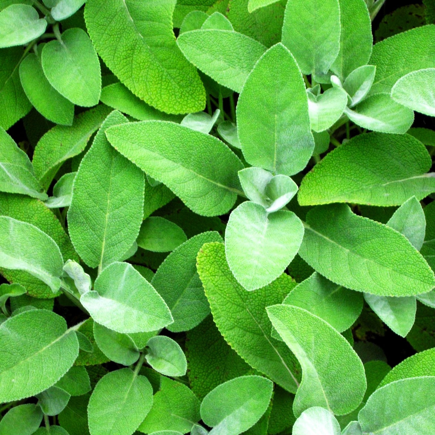Gewürz-Salbei 'Berggarten' (Salvia officinalis)