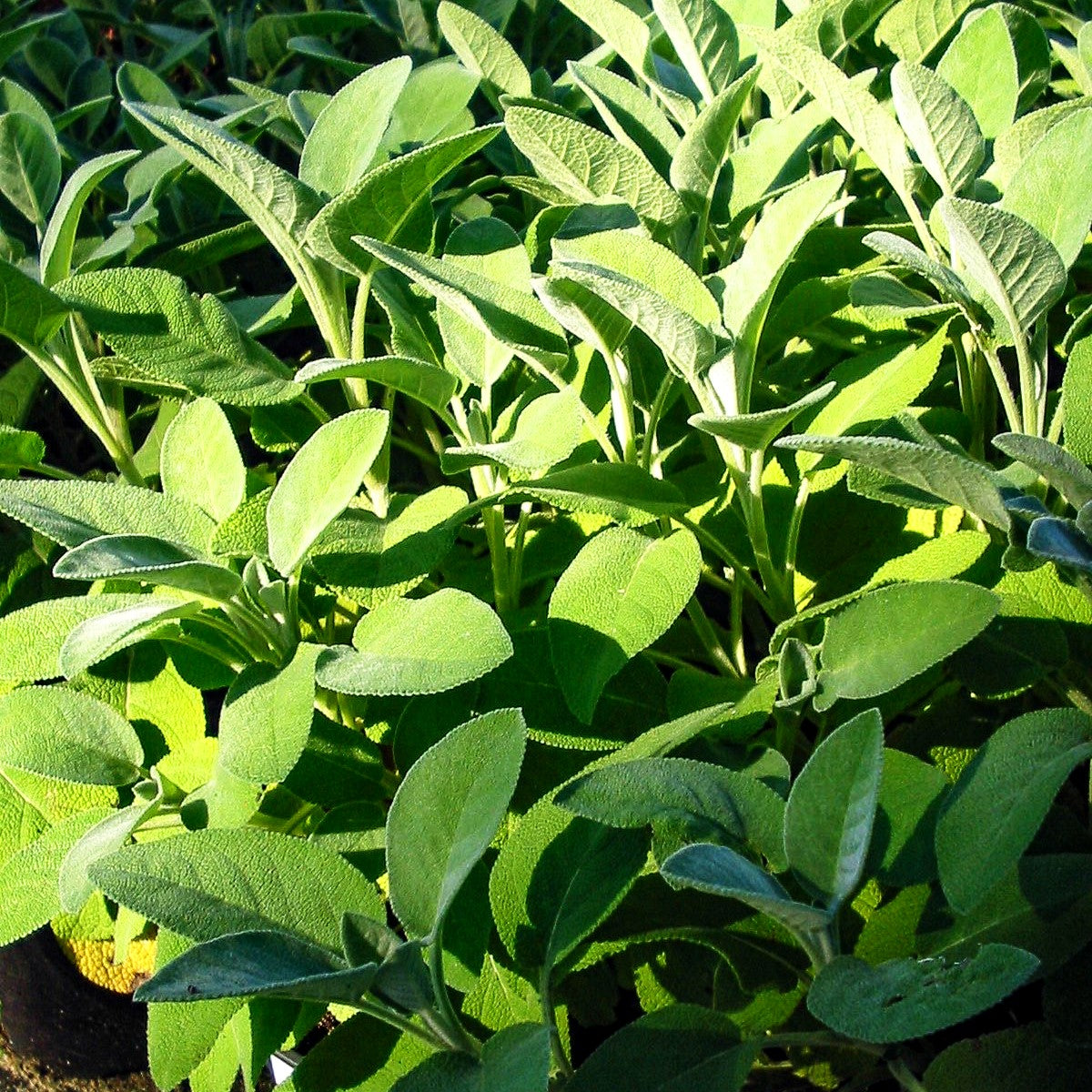 Gewürz-Salbei 'Berggarten' (Salvia officinalis)