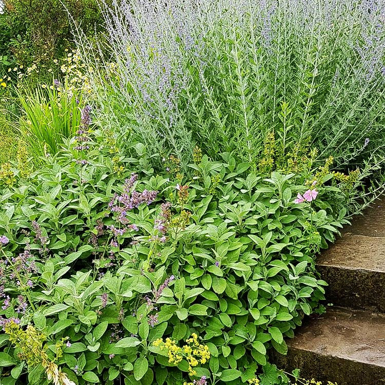Gewürz-Salbei 'Berggarten' (Salvia officinalis)