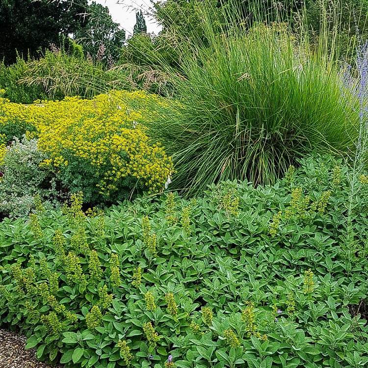Gewürz-Salbei 'Berggarten' (Salvia officinalis)