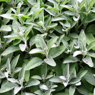 Gewürz-Salbei 'Würzburg' (Salvia officinalis)